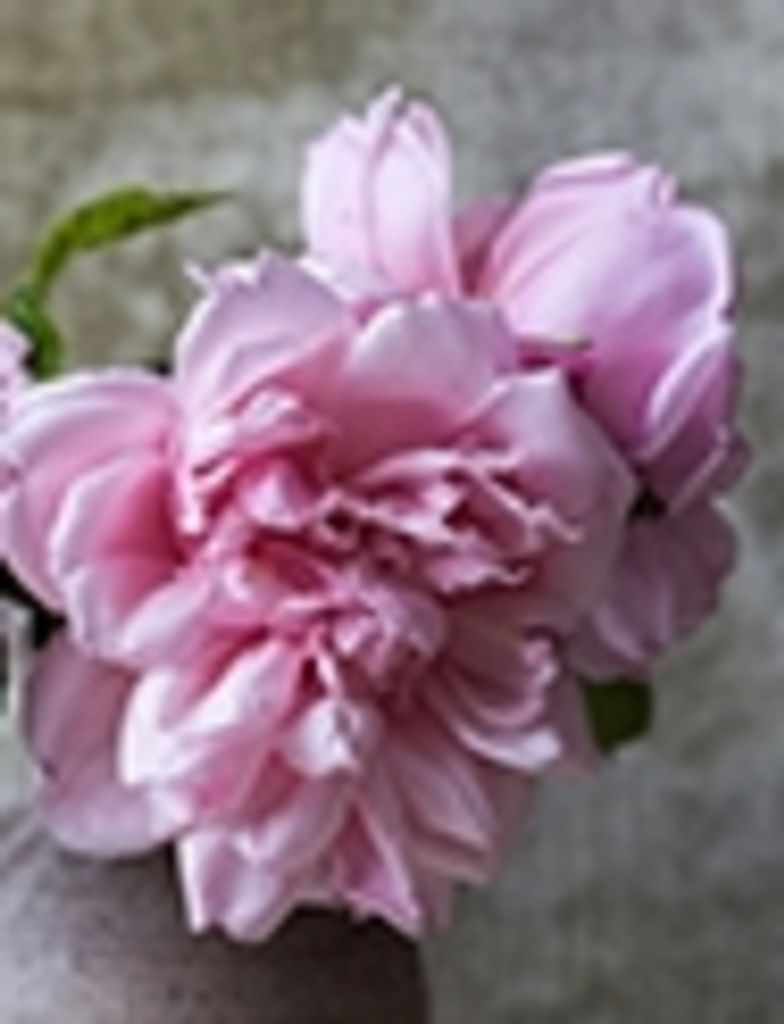 Elvina Thompson Profile Photo