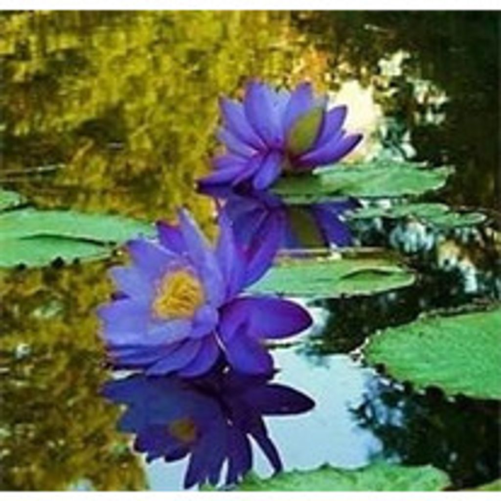 Debra Lynn Leblanc