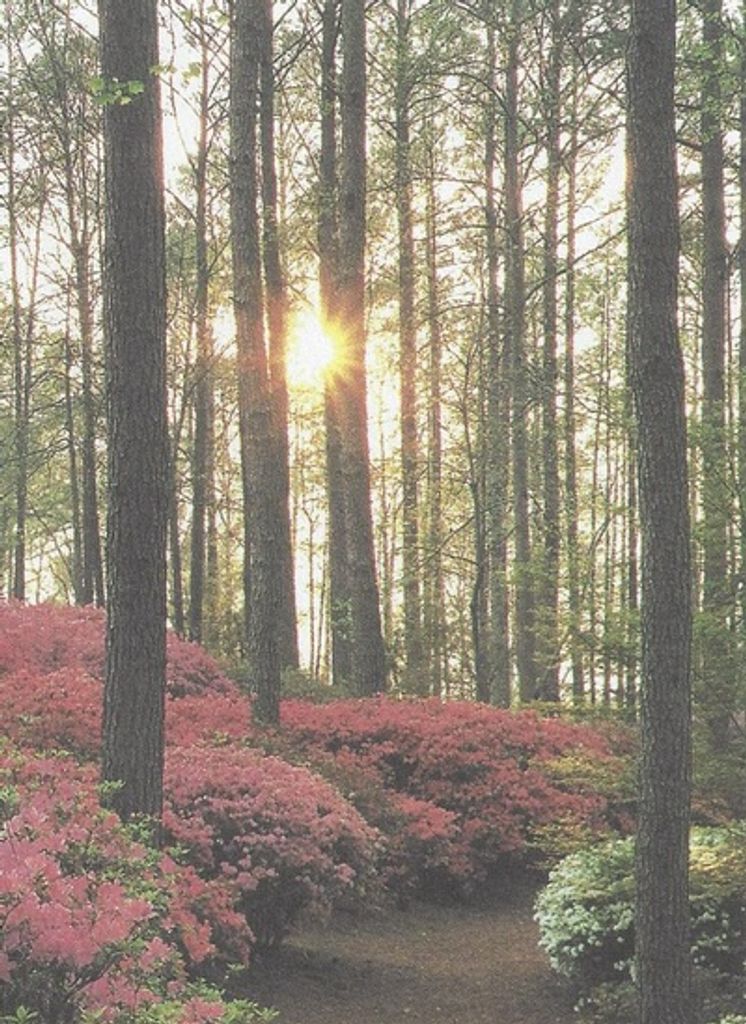 Susan A. (Odle) Erickson