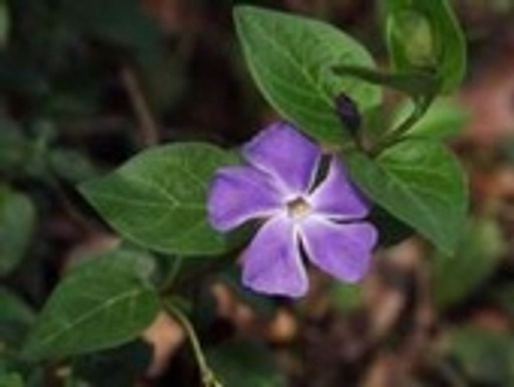 Clara Powers