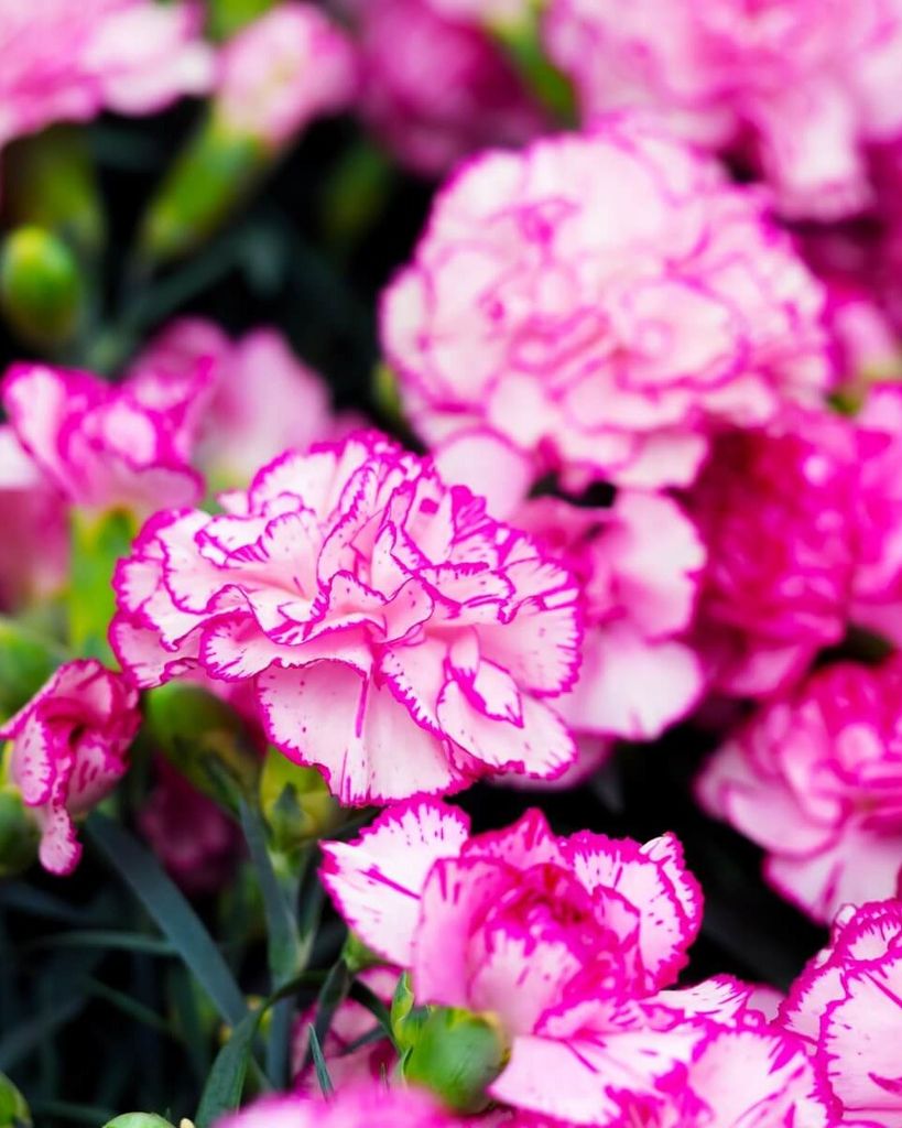 Allie Marie (O'Brien) Padgett