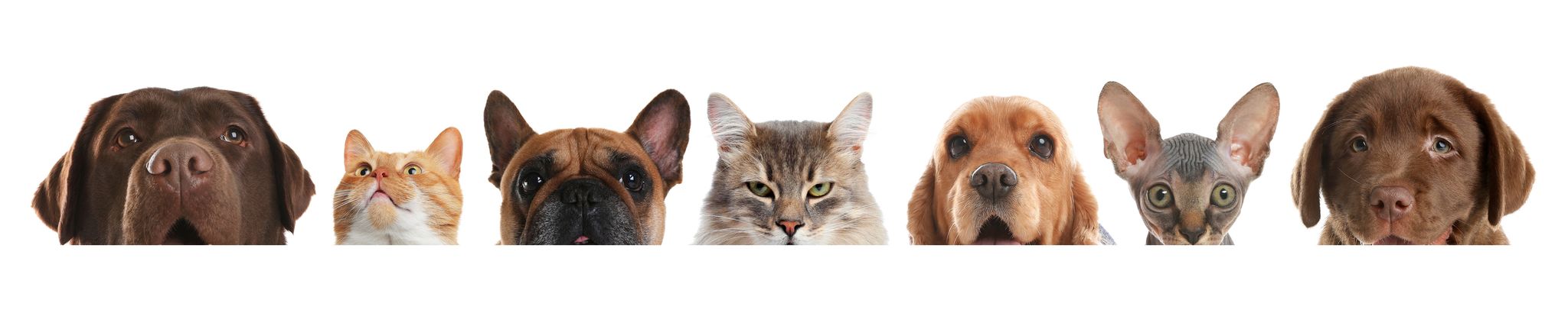 Cover for Diane Demler's Obituary