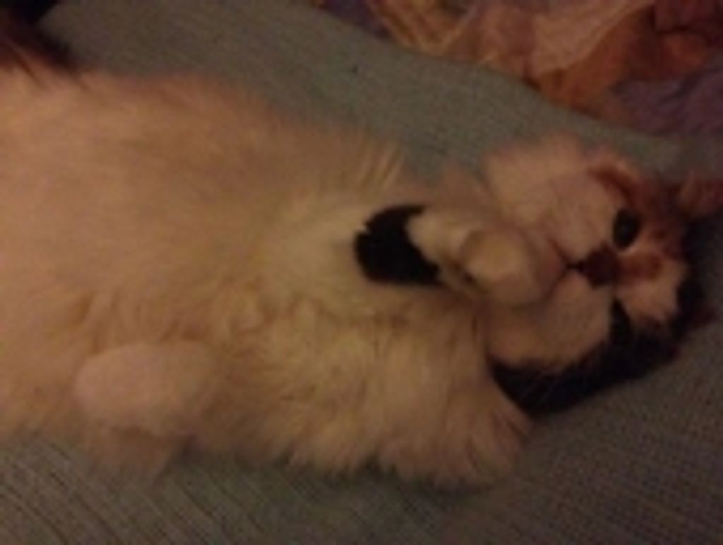 Whiskey Bierling Profile Photo