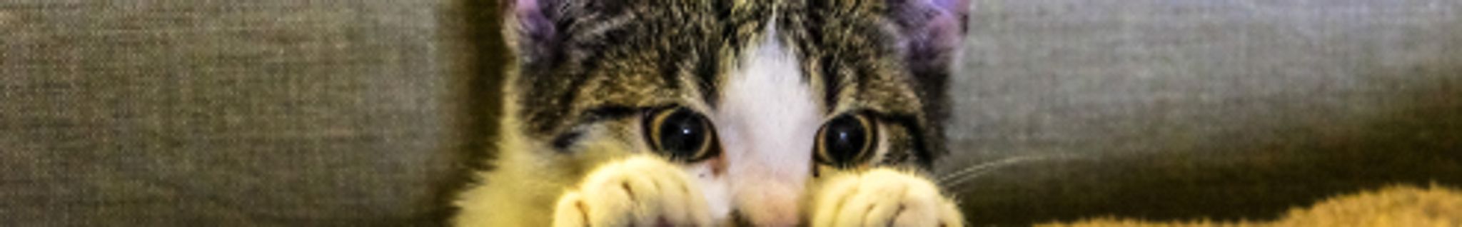 Cover photo for Michelle Violet's Obituary