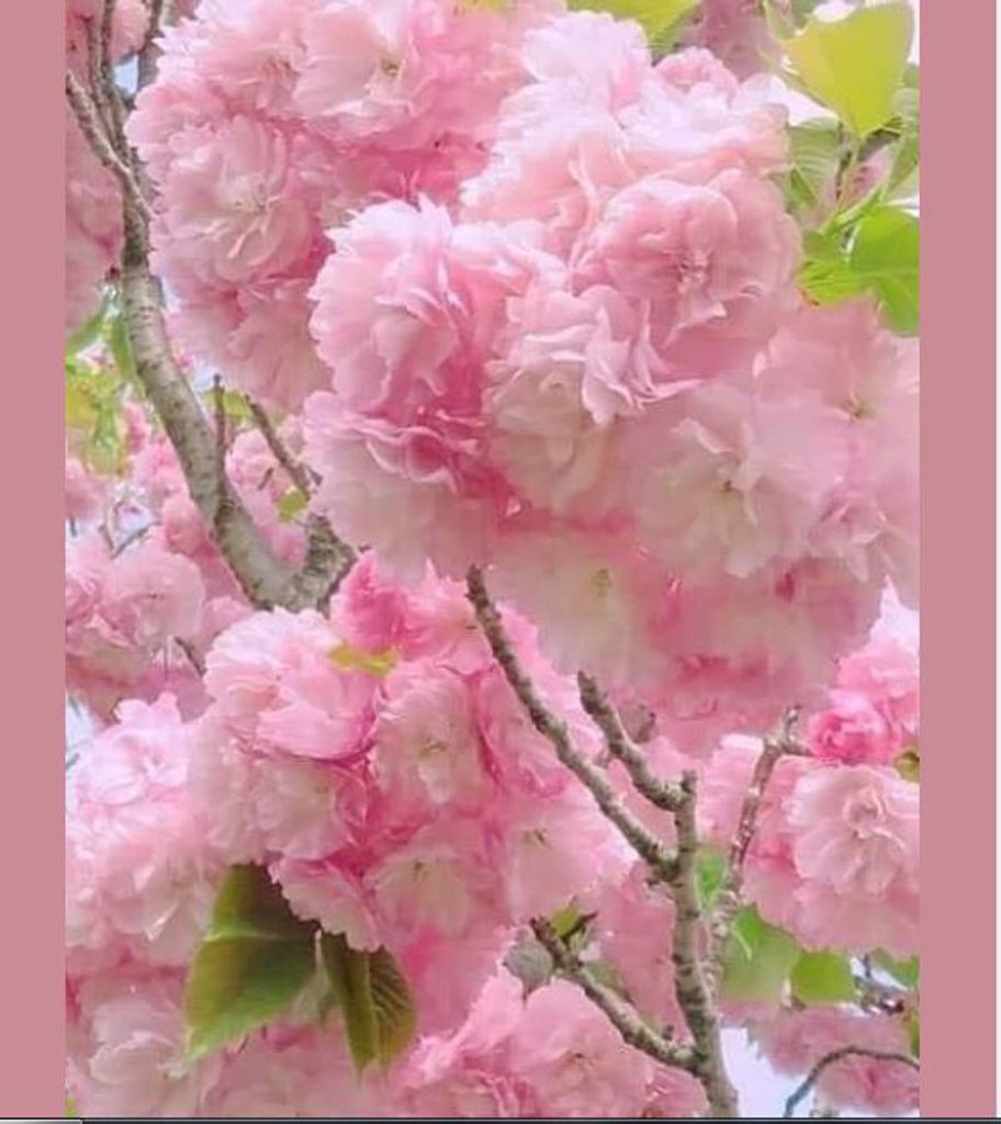 Delores J. (Mccandless)  Hockenberry