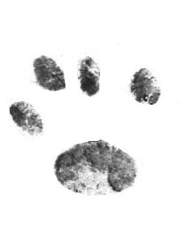 George Tranquilli Profile Photo