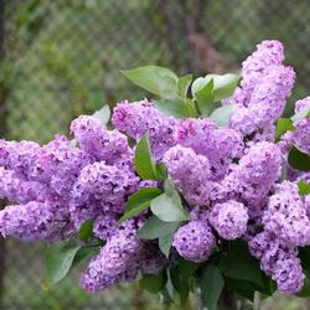 S. Jeanne (Nee Nix) Harper