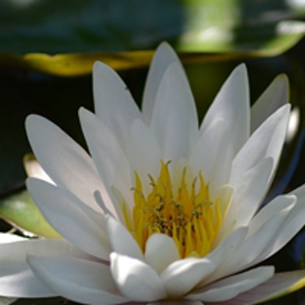 Lois D (Lloyd) Urda Profile Photo