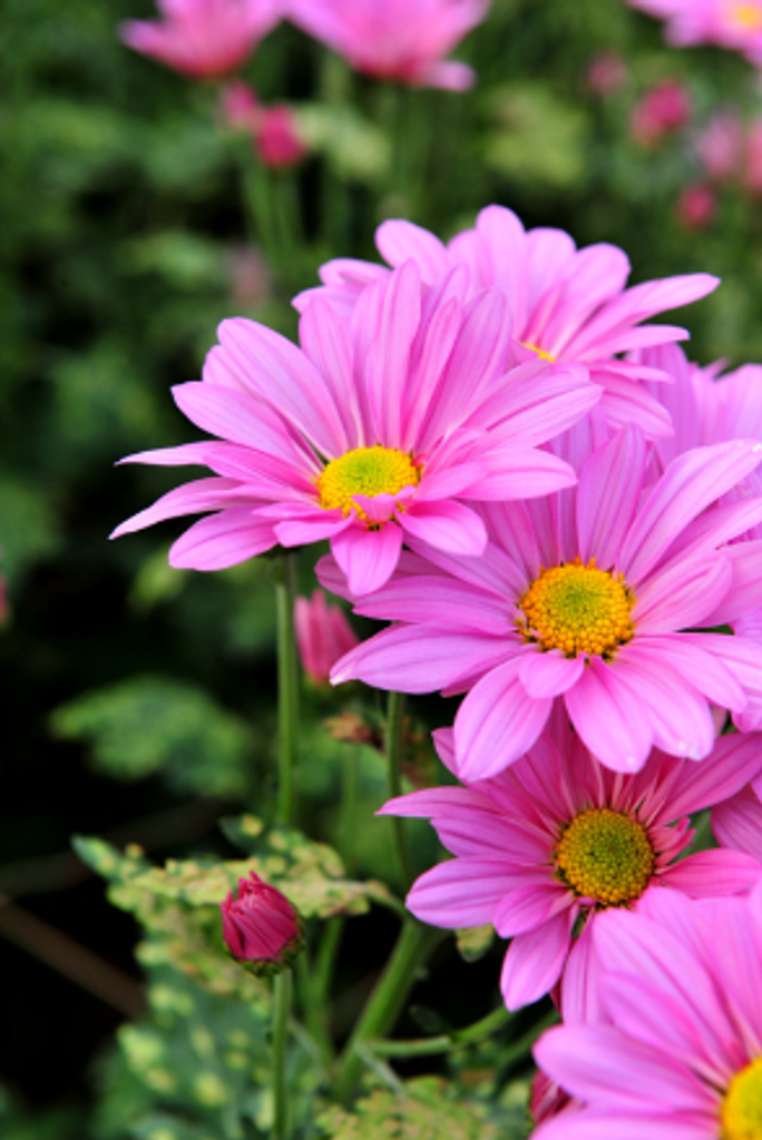 Shari Ann Donnan Profile Photo