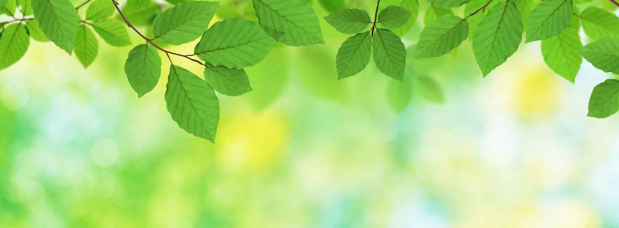 Cover for Betty Jean Kaub's Obituary