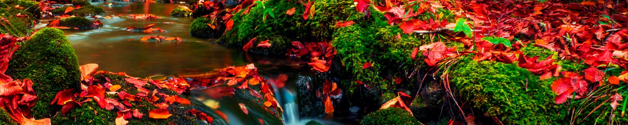 Cover for Linda Shelby's Obituary