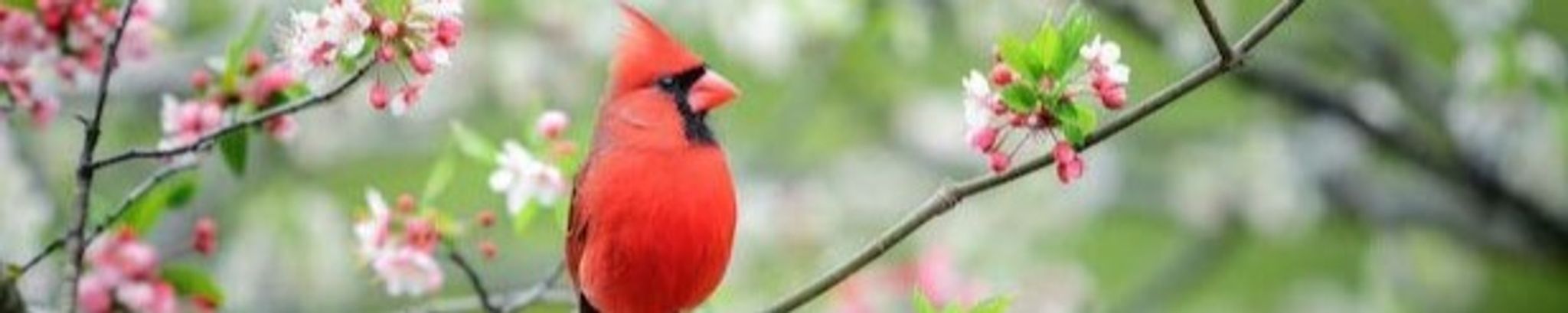 Cover photo for Suzanne Grace Haven's Obituary