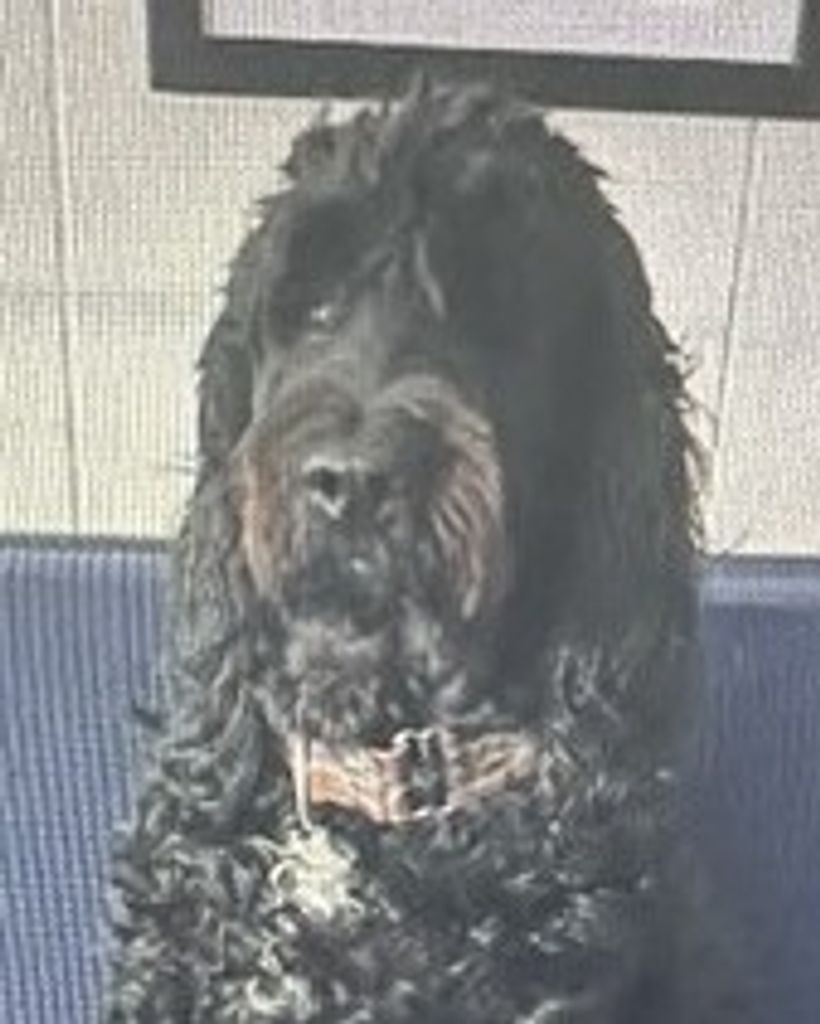 Harper Gibson Profile Photo