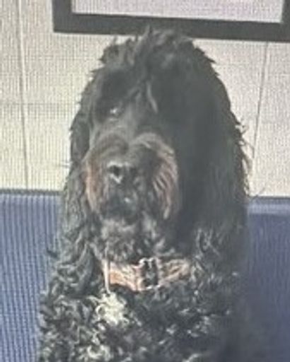 Harper Gibson's obituary image