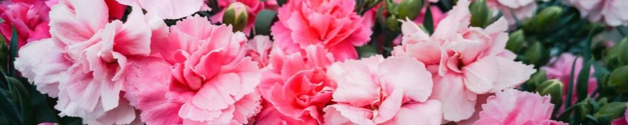 Cover photo for Donna Vee Johnston's Obituary
