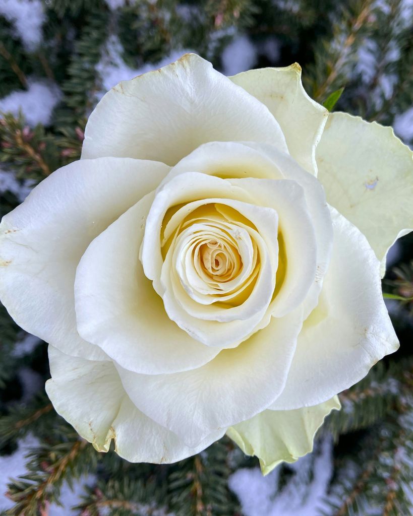 Priscilla Curtis Mitchell Profile Photo