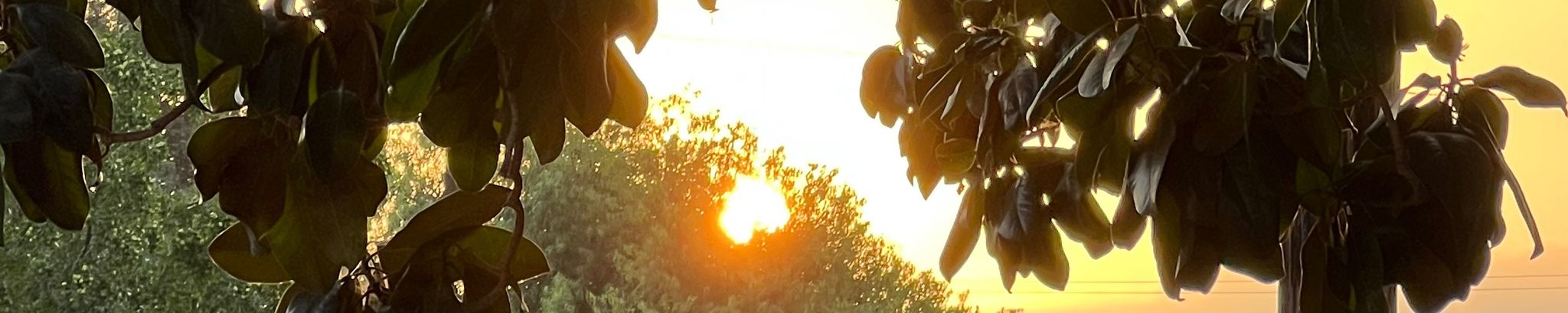 Cover photo for Antonia Hunter's Obituary