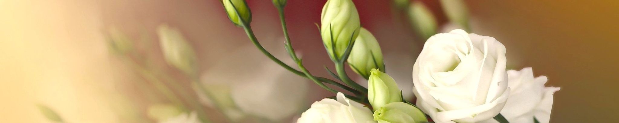 Cover photo for Delores "Gayle" Chapman's Obituary
