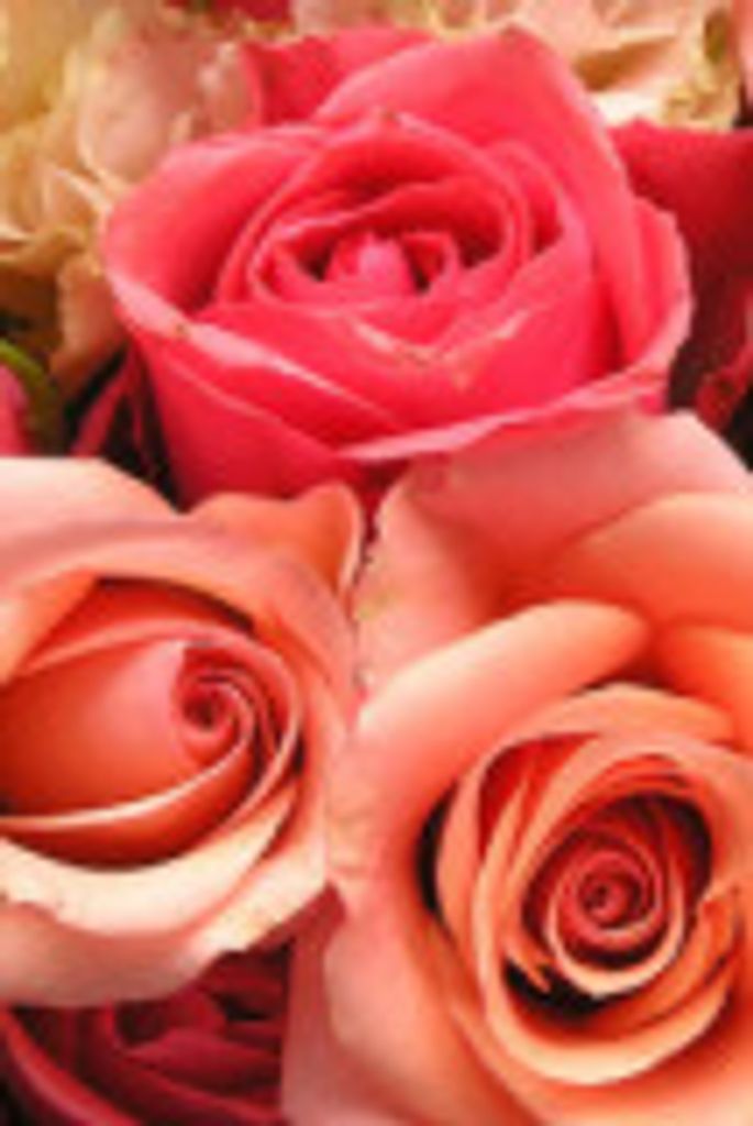 Christina Vance Profile Photo