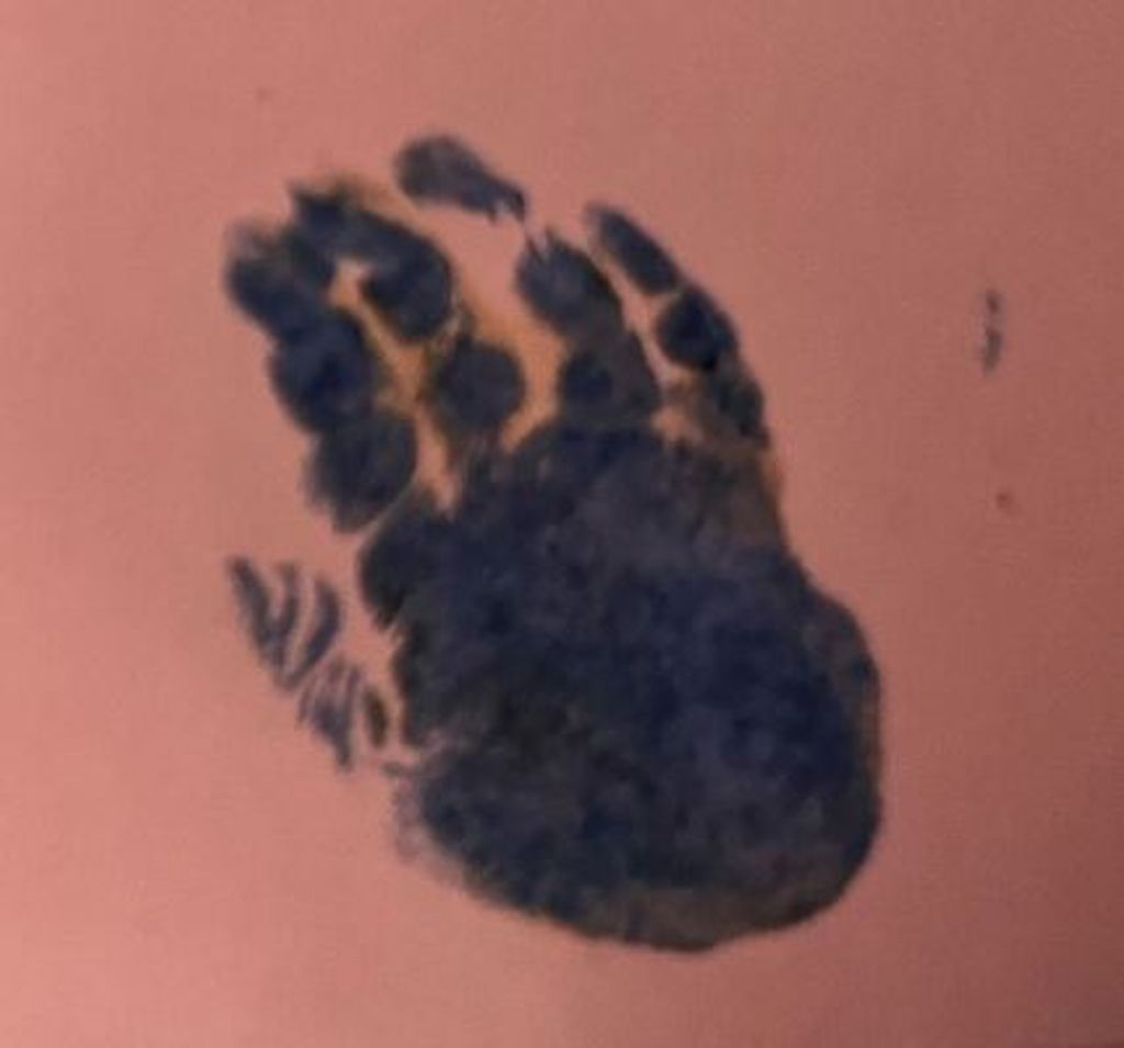 Baby Lily Tara Wall Profile Photo