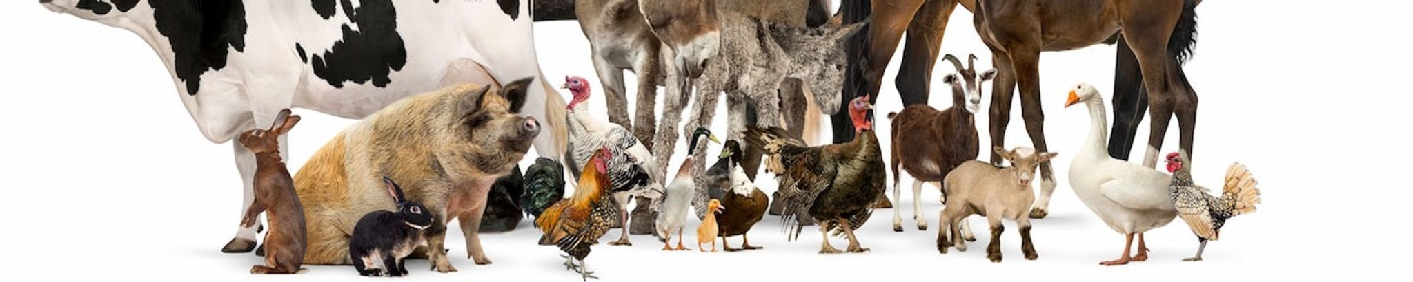 Cover for Henry Charles Martin's Obituary