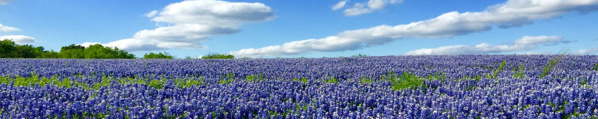 Cover photo for Theta Jewel Honaker's Obituary