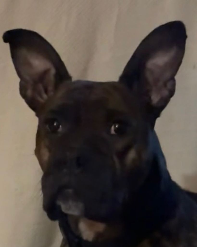 Gidget Loftis Profile Photo