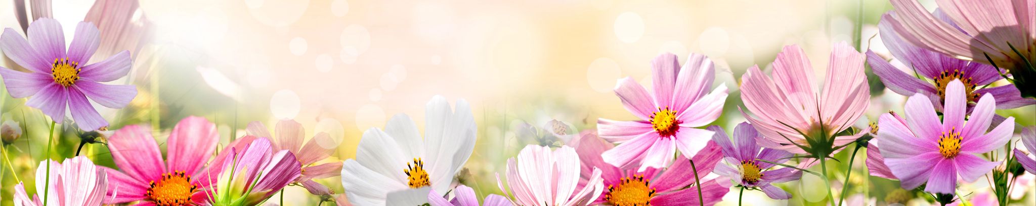 Cover photo for Maria Del Carmen Sanchez De Luna's Obituary