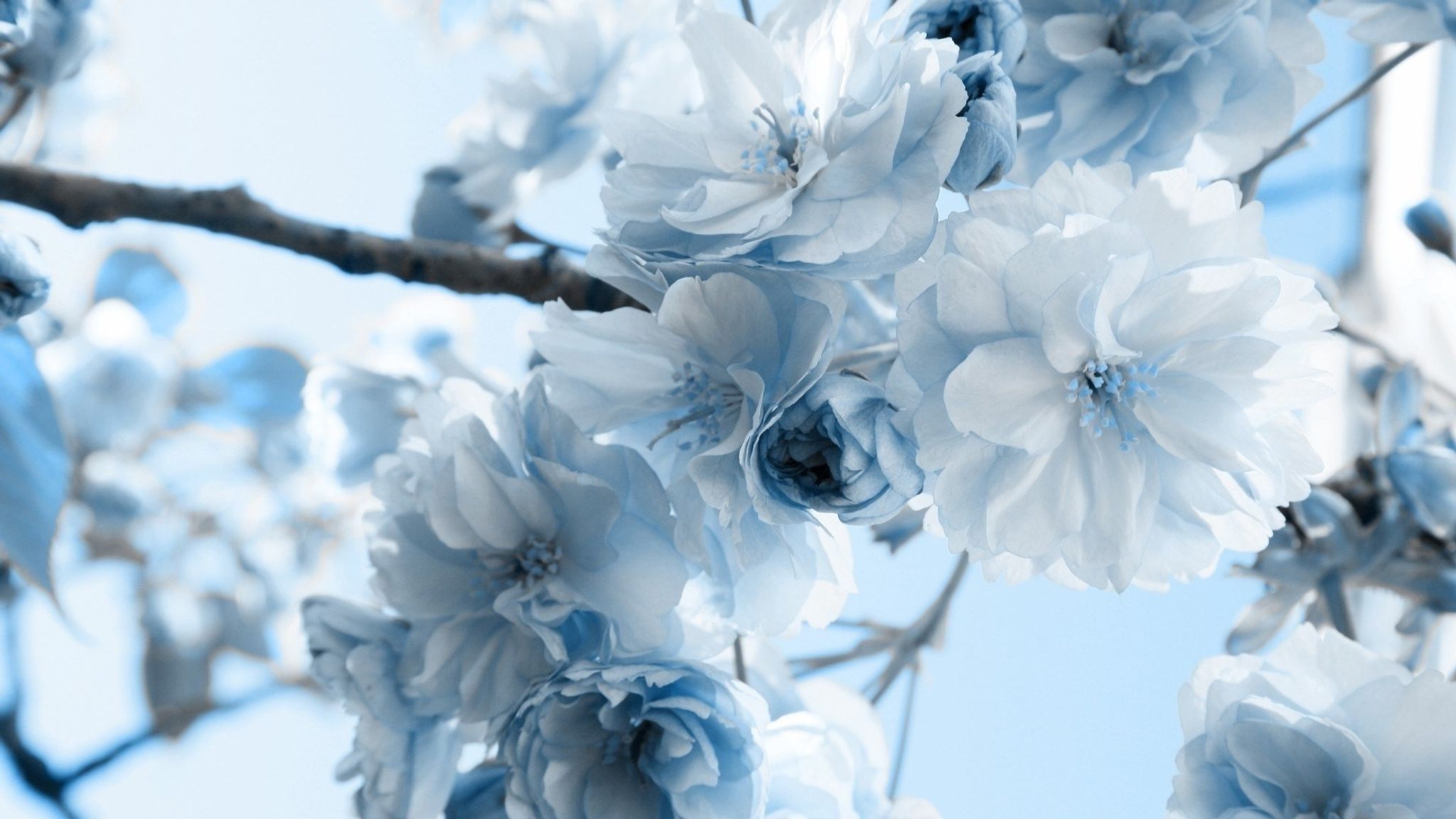 Cover for Ms. Gloria Elaine Santiago's Obituary