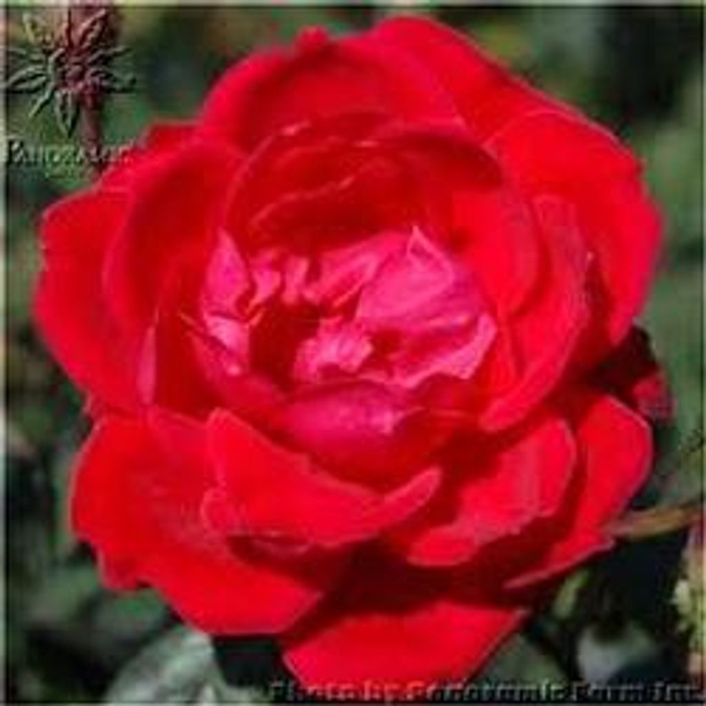 Rose Marie Conner Profile Photo