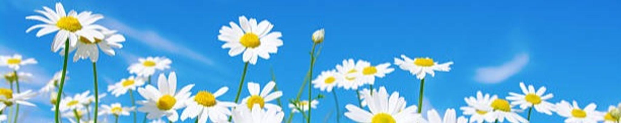 Cover for Bea Ciaravolo's Obituary