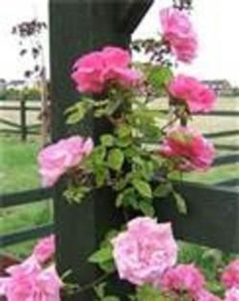 Jorene Neel