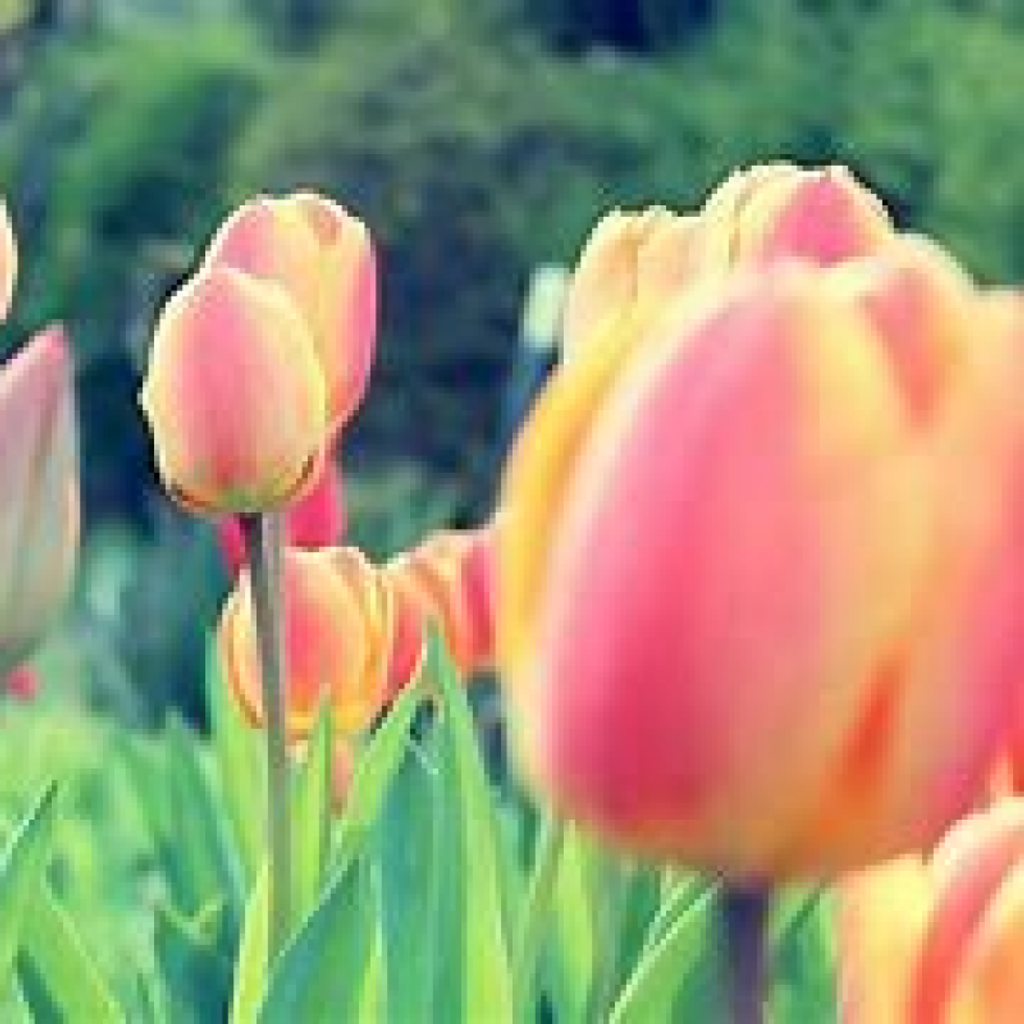 Shirlyn L. Snader Profile Photo