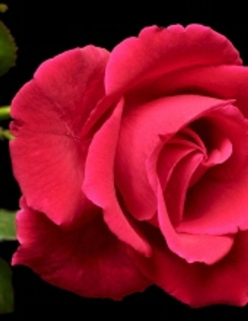 Viola R. Smithberger