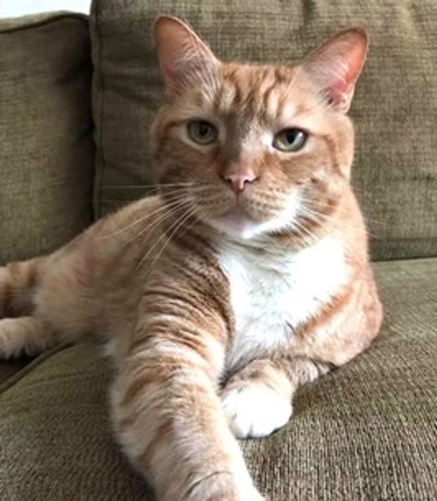 Ollie Coraggio Profile Photo