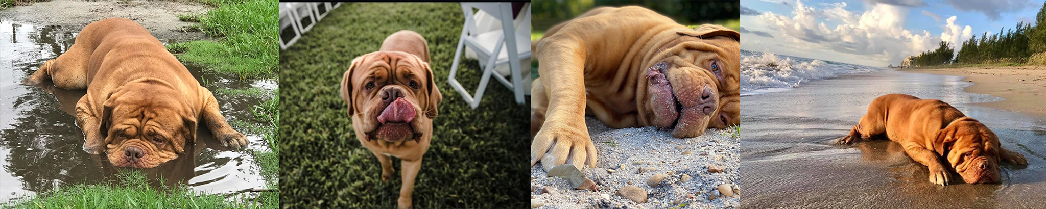 Cover for Poncho Bolonka's Obituary