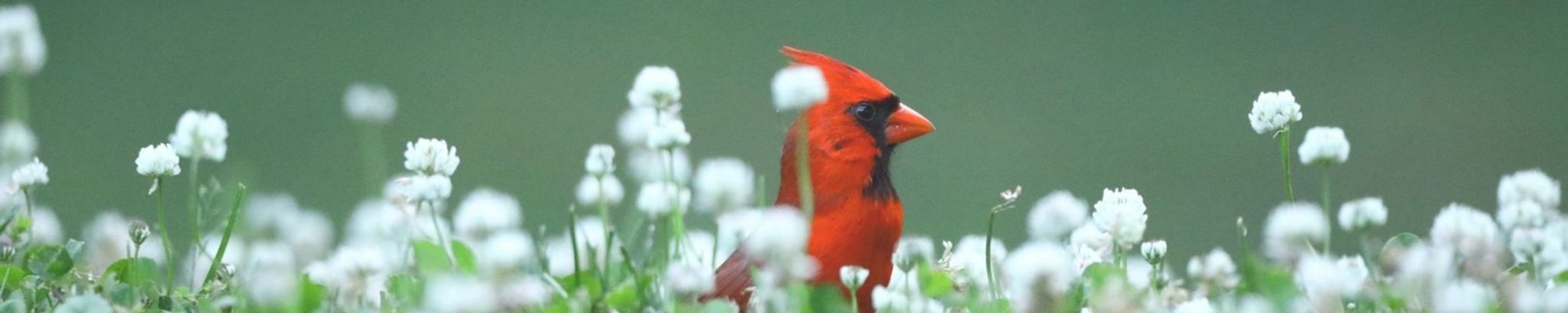 Cover photo for Sally "Sal" Marie Blais's Obituary