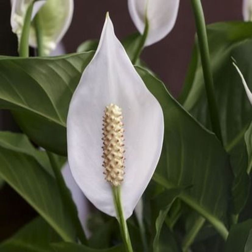 Patricia J Eshelman Profile Photo