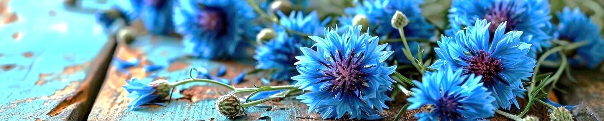 Cover photo for Barbara Davidson's Obituary