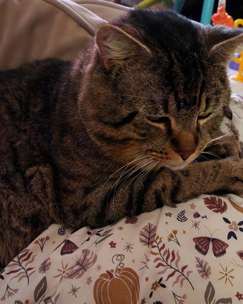 Jin (Twicey) Profile Photo