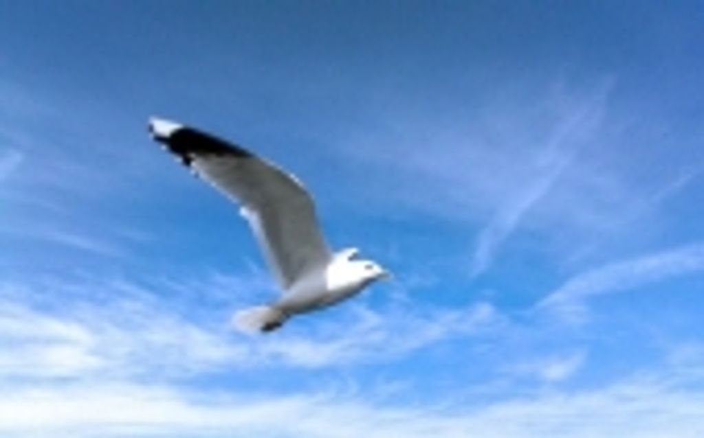 'Born Free' James H. Nichols
