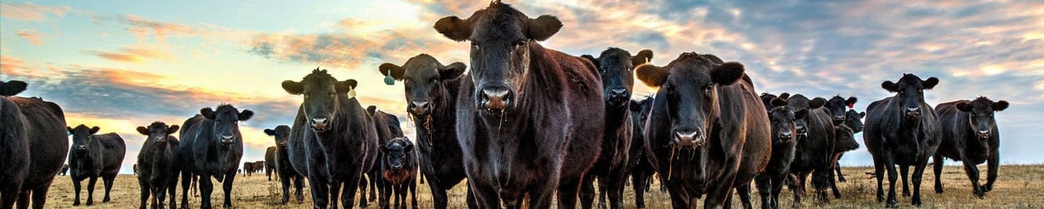 Cover for Scott M Luby's Obituary