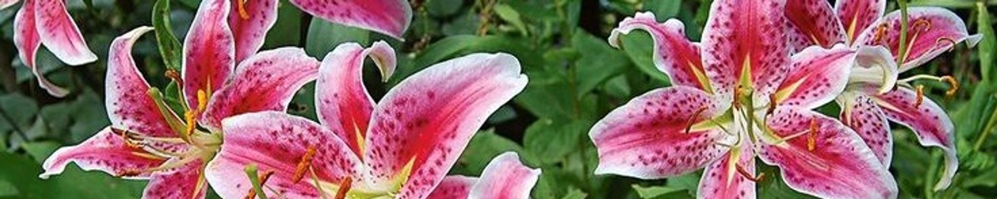 Cover photo for Joanne Schwager's Obituary