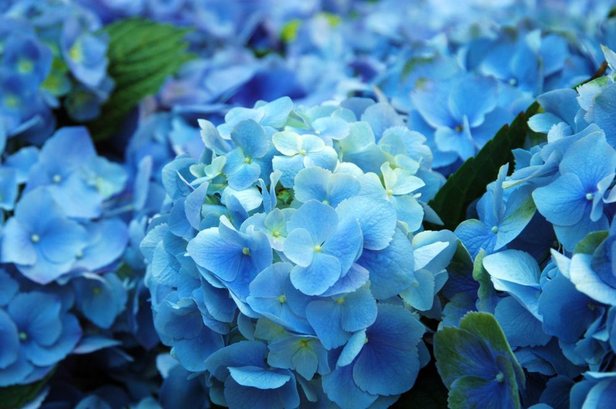 Cover for Marie Johnson's Obituary