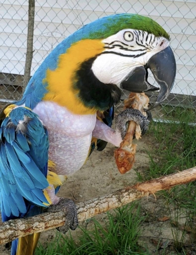 Icarus Musso