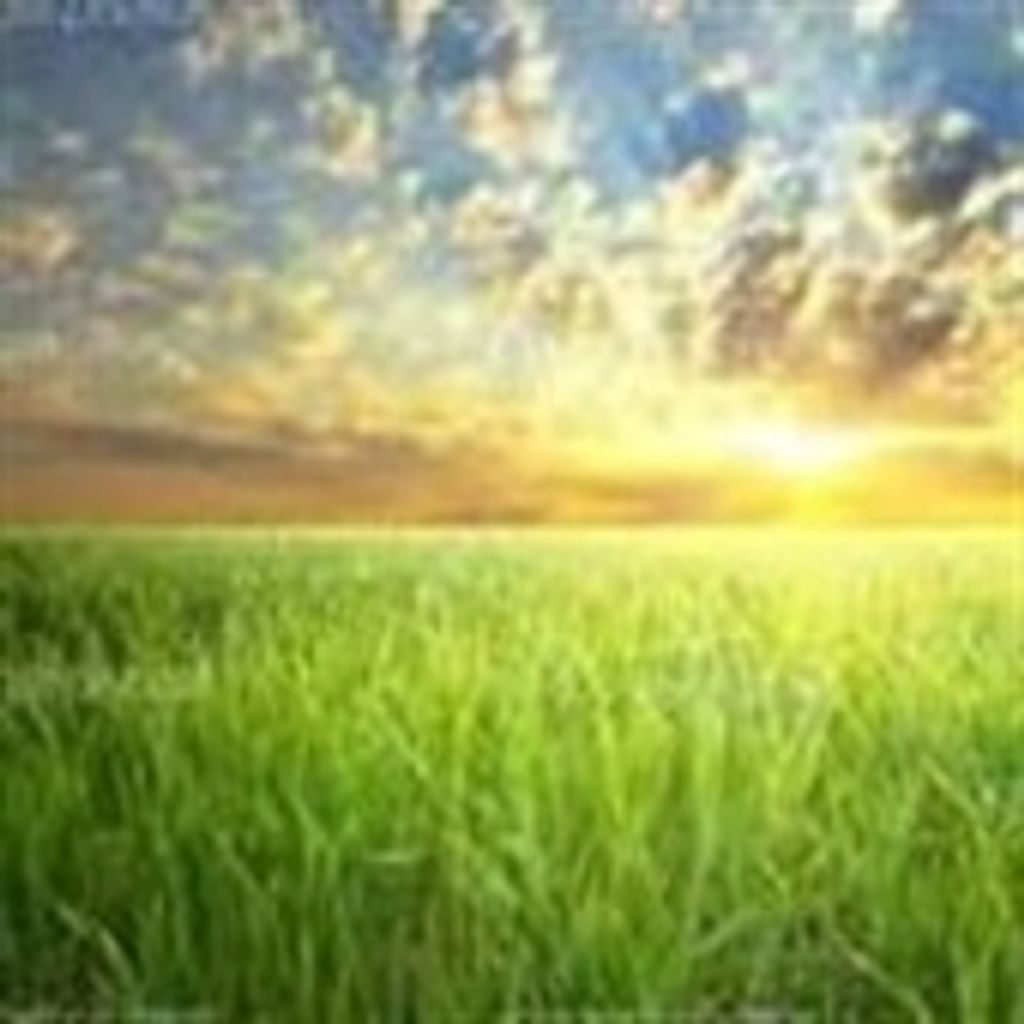 Thomas Benton Herrin