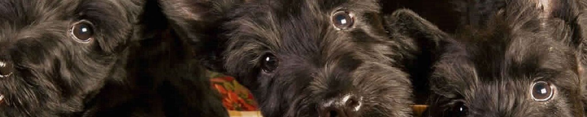 Cover photo for Mary Genevieve Loch's Obituary