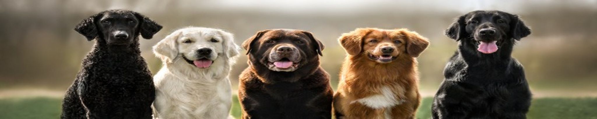 Cover for John DeSimone's Obituary