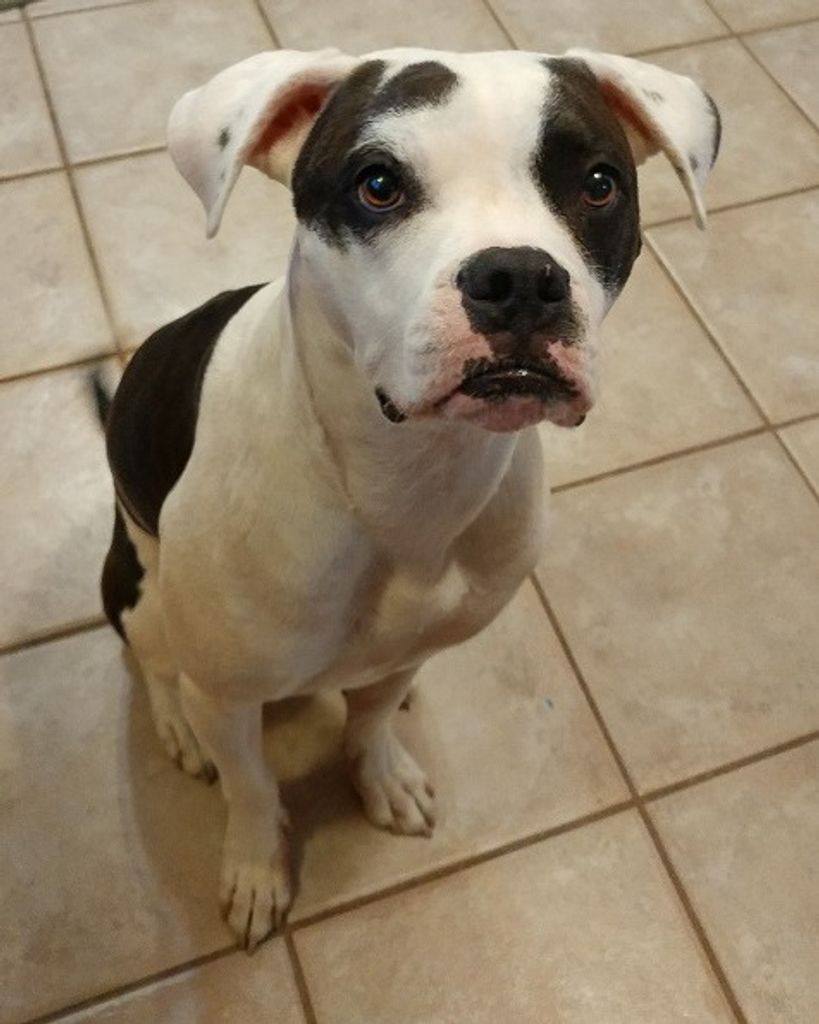 Petey Quental Profile Photo
