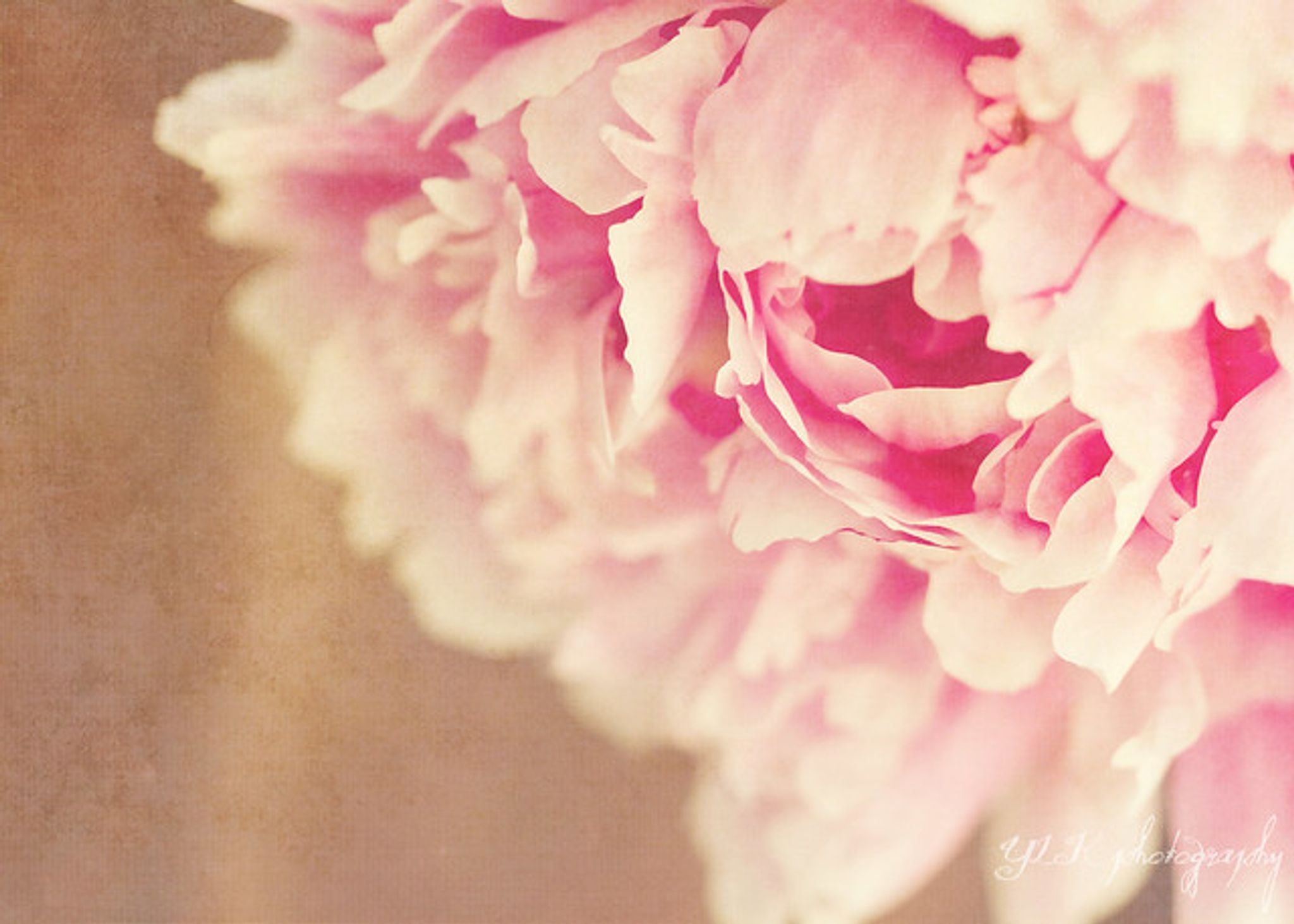 Cover photo for Michelle Macina's Obituary